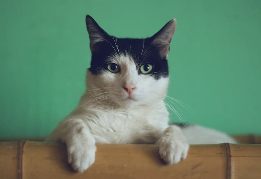 A cat relaxing comfortably at home