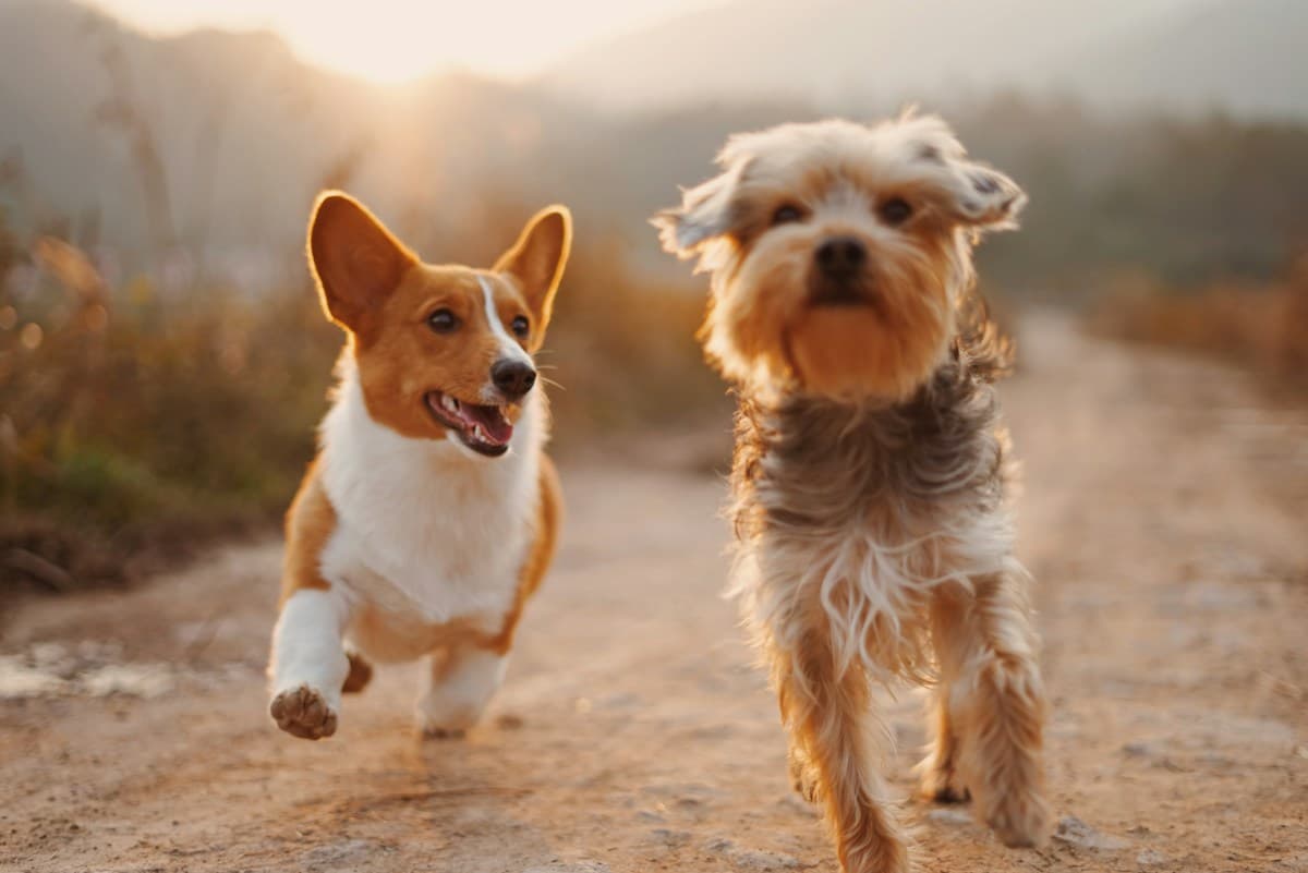 Two dogs enjoying a grassy walking trail